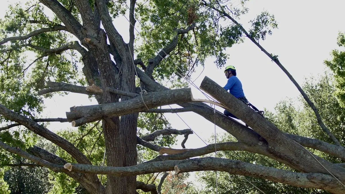 Professional Hazardous Tree Removal performed by certified arborists in Yale