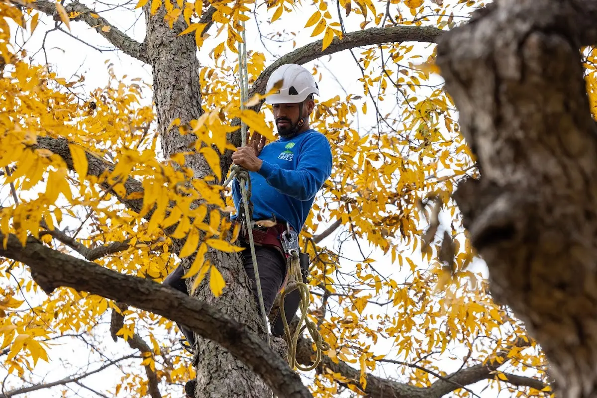 Skilled Tree Planing crew working in Yale